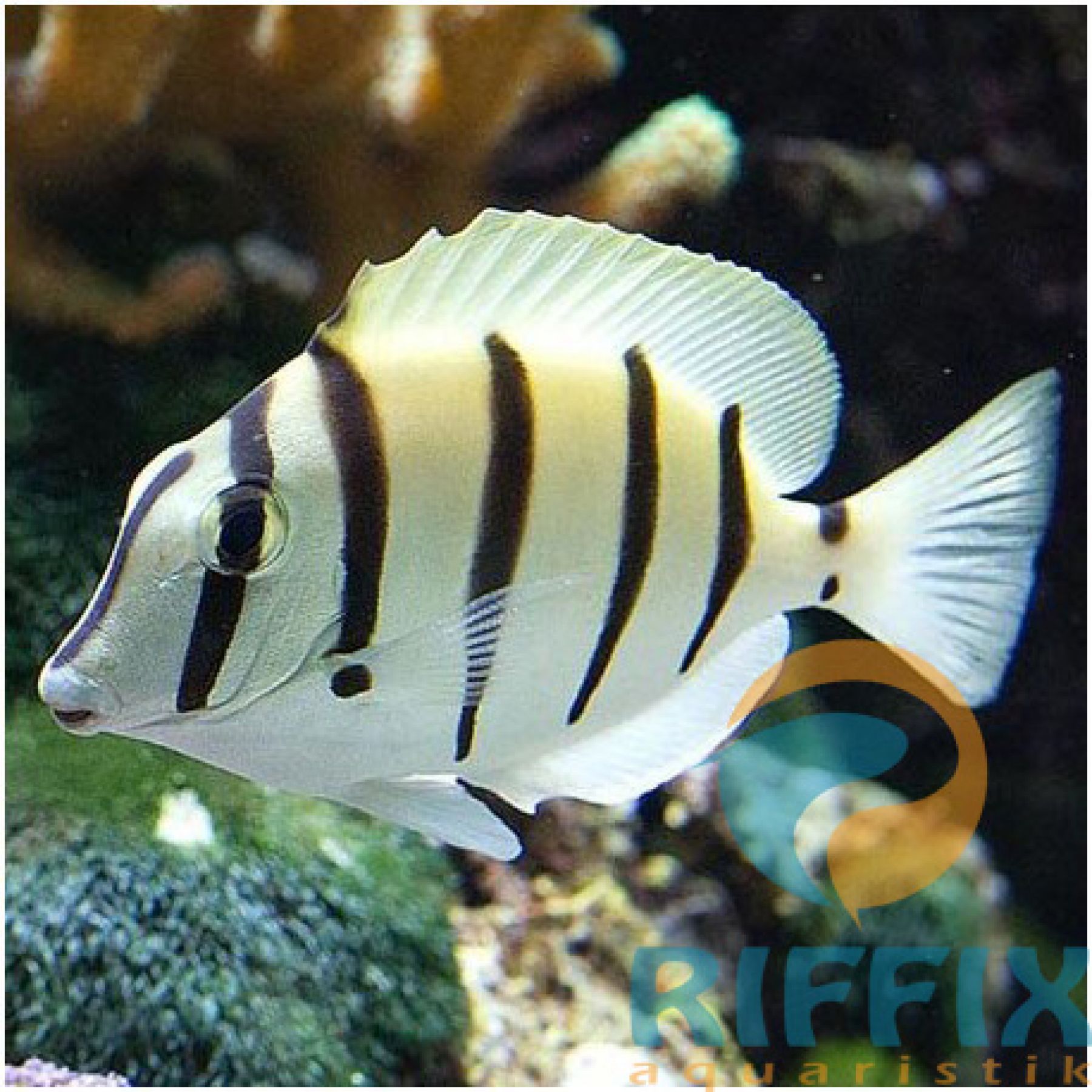 Acanthurus triostegus Gitter-Doktorfisch, Sträflings-Doktorfisch